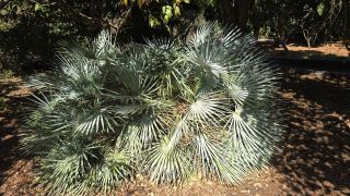 GC-Parque Botanico de Maspalomas 2025-030.jpg
